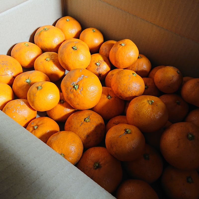 山のみかん 10kg | シガセイサクショ STORE