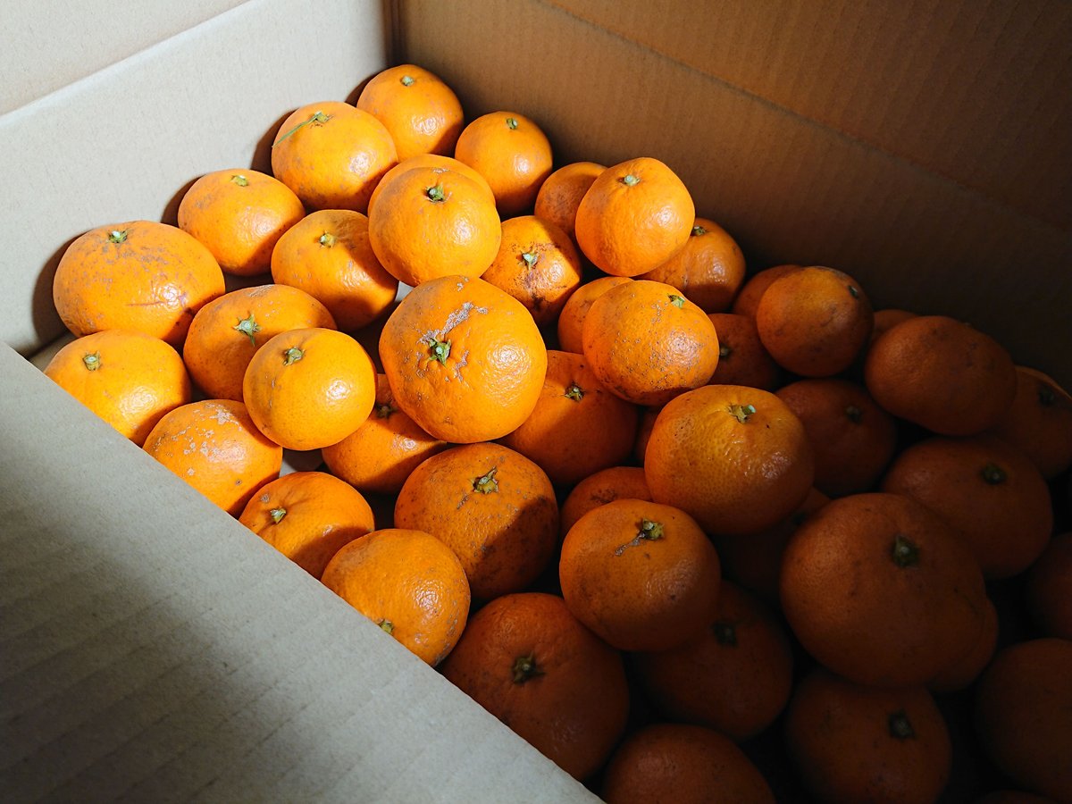 山のみかん 10kg | シガセイサクショ STORE