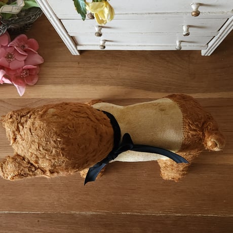サマーカットのわんこ