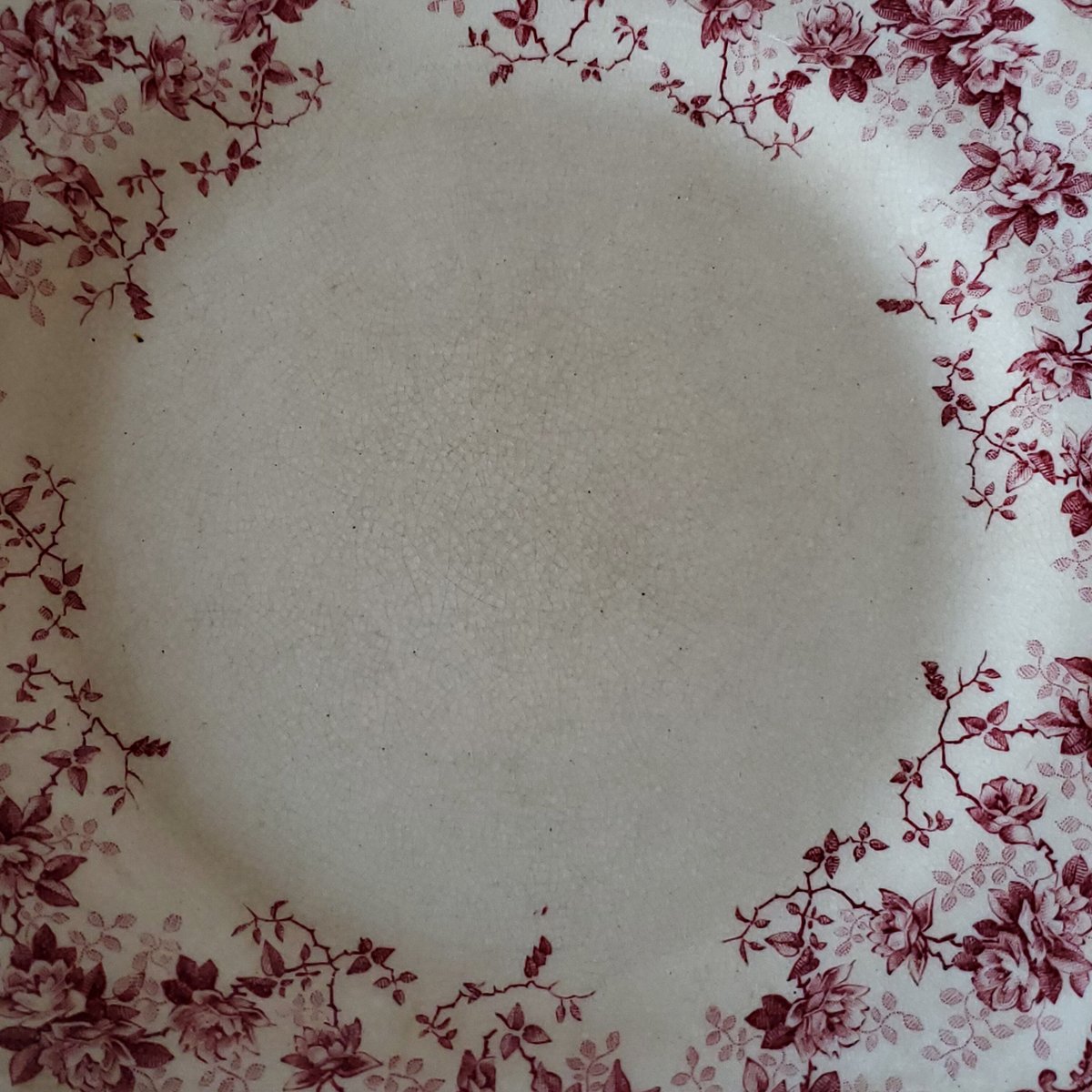 Choisy le roi 多色　手彩色　フランス　薔薇　リボン　リラ Choisy le Roi野バラ 