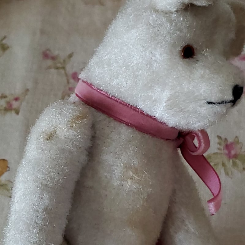 端正なお顔の白クマちゃん | リボンときどきネコ