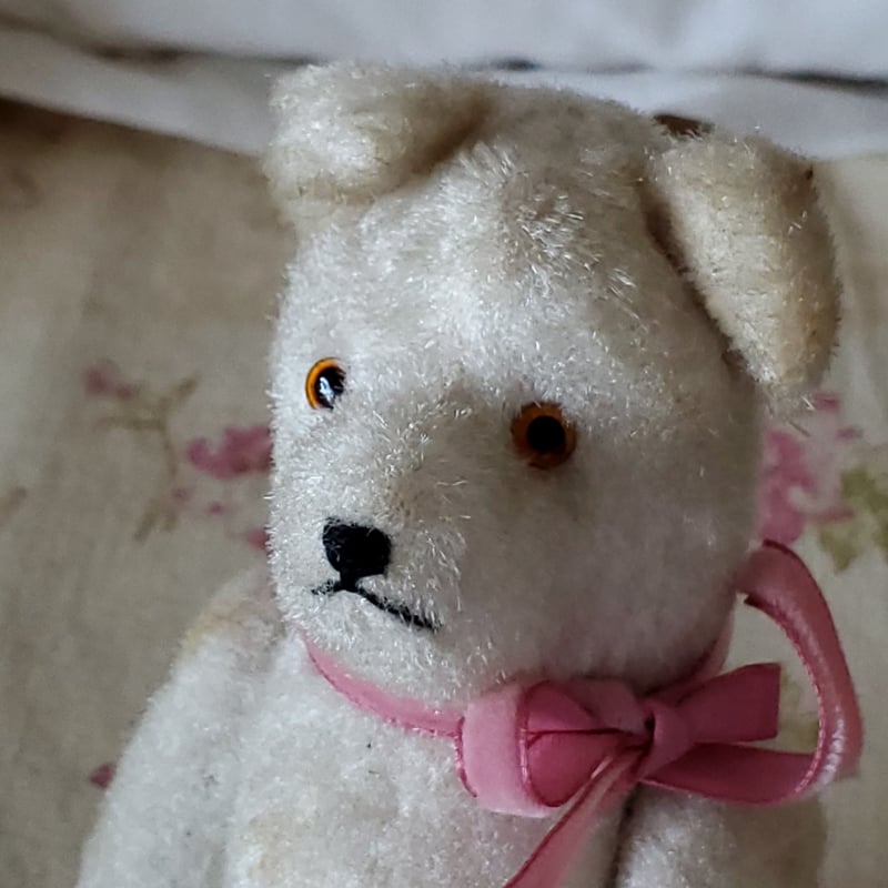 端正なお顔の白クマちゃん | リボンときどきネコ 端正なお顔の白クマちゃん | リボンときどきネコ