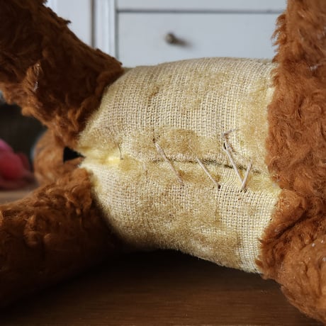 サマーカットのわんこ