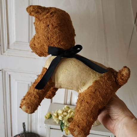 サマーカットのわんこ