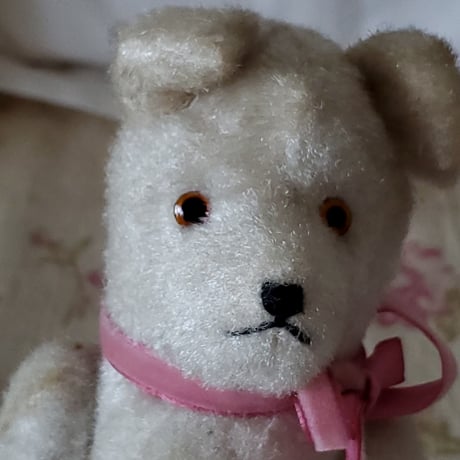 端正なお顔の白クマちゃん