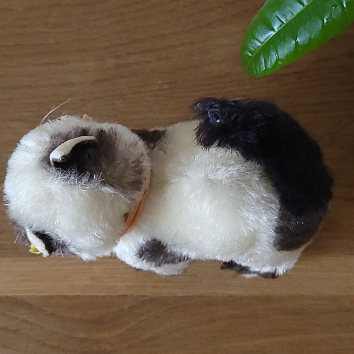 シュタイフGussy Cat オープンマウス