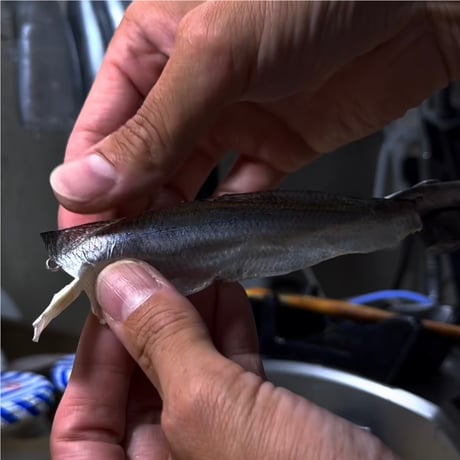魚皮VISION ONETEN(北海ワカサギ/Hokkaido smelt)