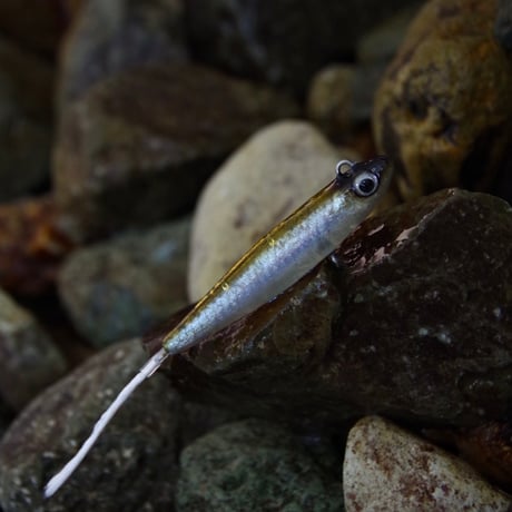 魚皮トラファルガー5(ワカサギ・マットフィニッシュ)