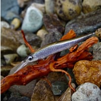 魚皮VISION ONETEN+1Jr.(北海ワカサギ/Hokkaido smelt)