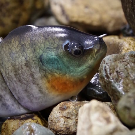 魚皮ギルロイドJr.(メスギル・マットフィニッシュ)