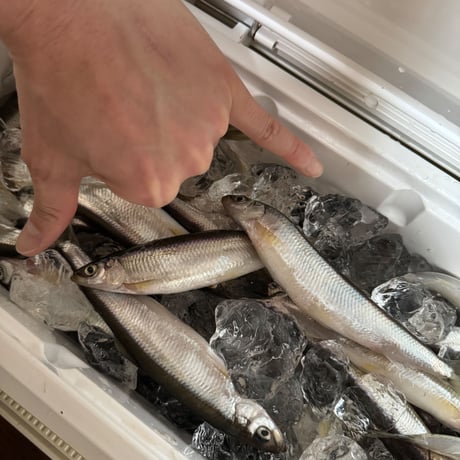 魚皮VISION ONETEN(北海ワカサギ/Hokkaido smelt)