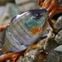 魚皮ギルロイドJr.