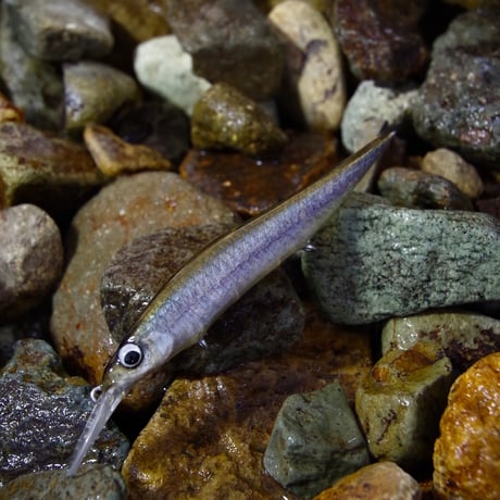 魚皮VISION ONETEN+1Jr.(北海ワカサギ/Hokkaido smelt)