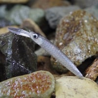 魚皮ザッガー65SP(ドライワカサギ夜光貝)