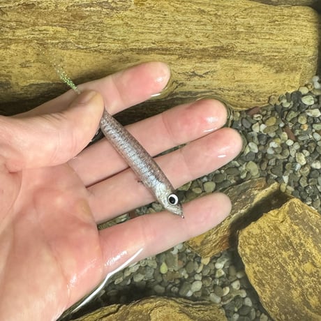 魚皮ハンクルスーパージョーダン68(ドライワカサギ)