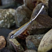 魚皮トラファルガー5(ワカサギ・マットフィニッシュ)