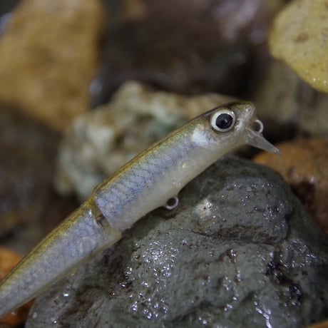 魚皮オーバーリアル63ウェイク(ワカサギ・マットフィニッシュ)