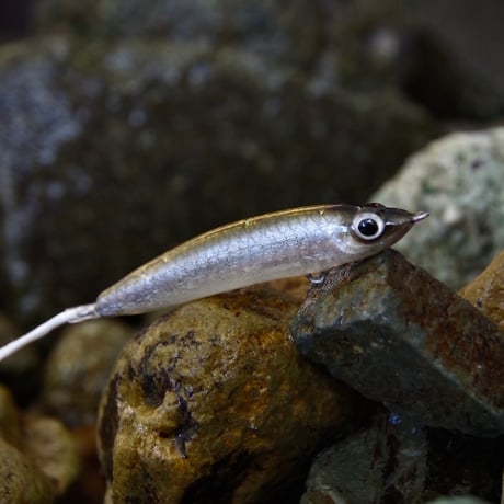 ハンクル　ジョーダン65S ワカサギ魚皮カスタム Amazon.co.jp: ハンクル ジョーダン50 F ワカサギ魚皮カスタム