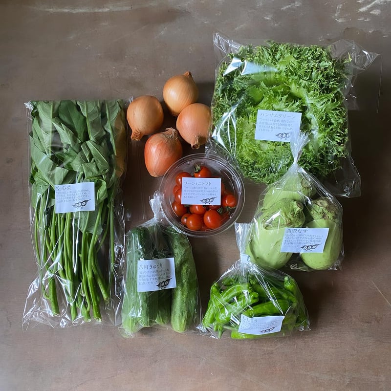 【ちと】ノンタン　野菜セット　きんぎょがにげた　他　15冊セット 京都錦河一が厳選した新鮮定番野菜セット【河一商店】