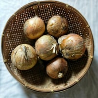 新たまねぎ 5kg