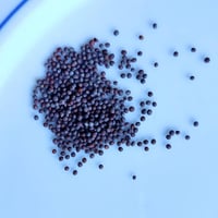 オーガニック・ブラウンマスタードシード　1g