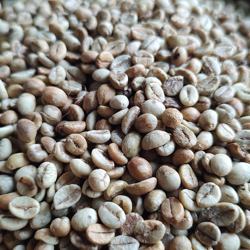 東ティモール エルメラ産 ロブスタ種 100g コーヒー生豆 | マメケンマート