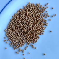 オーガニック・イエローマスタードシード　1g