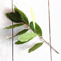 オーガニック・フレッシュローリエ　10g（量り売り）