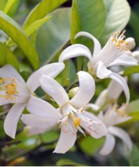 Natural handmade soap    NEROLI