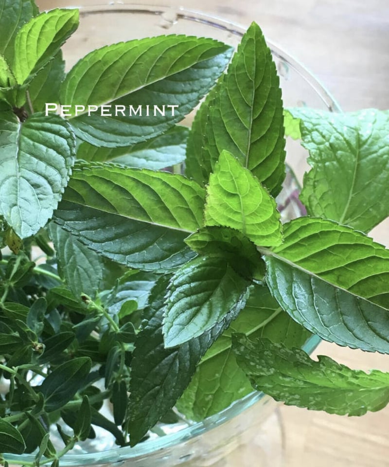 Medical Herb Tea S