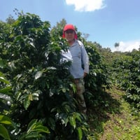 Perú El Zorro Washed