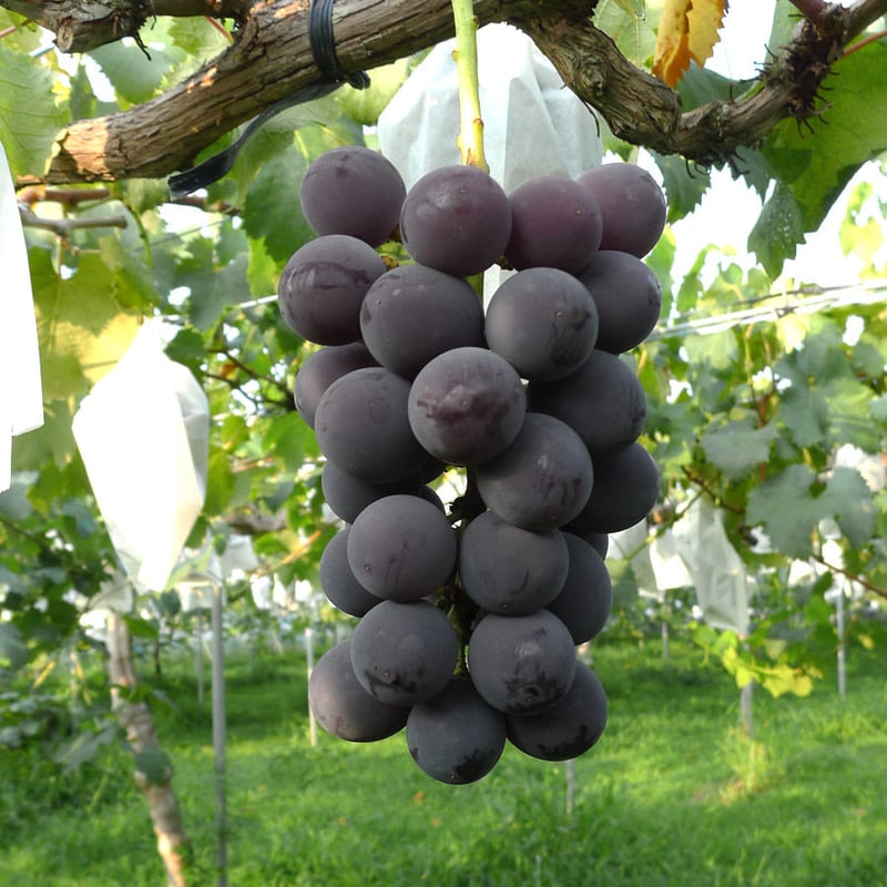 巨峰【 白箱 1.7kg 4〜5房入り 】 ☆ご予約☆ | たけきん果樹園 PLUS