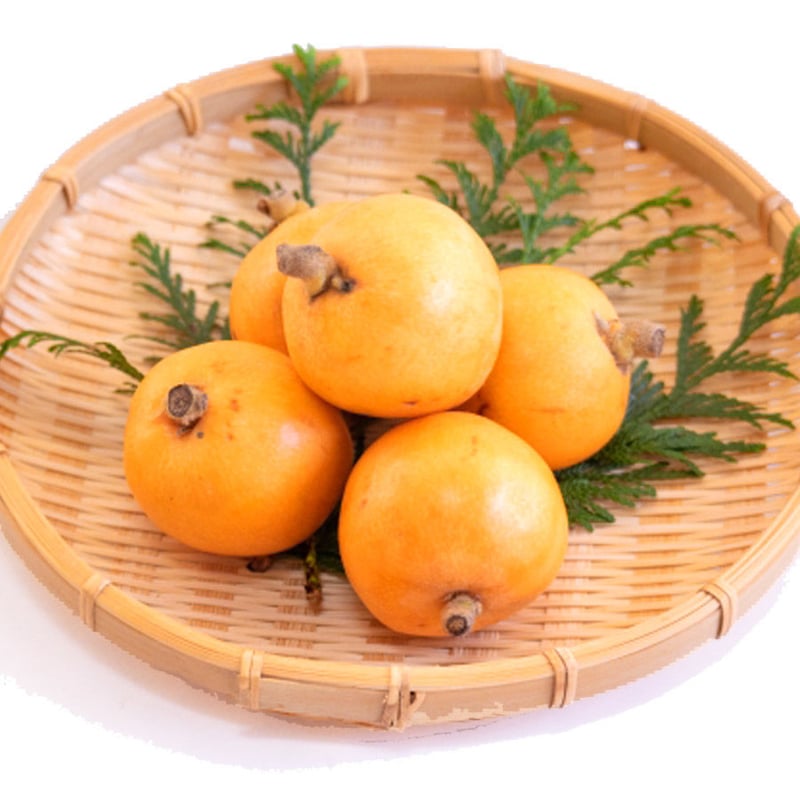 無農薬 ビワの果樹 1.5メートル弱 果樹の苗:ビワ（枇杷） | 商品一覧 | 園芸ネット