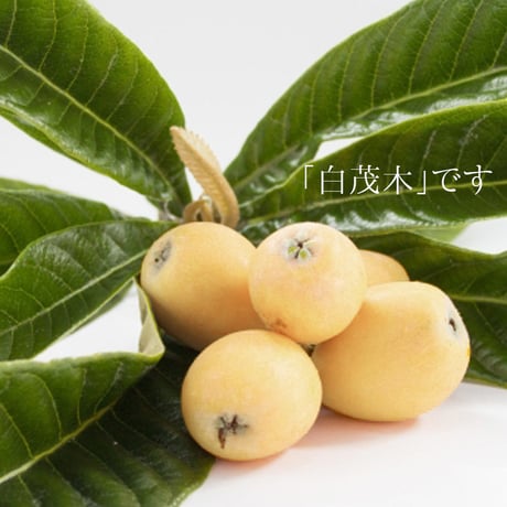 びわ(白茂木）訳あり　約1.5kg入り