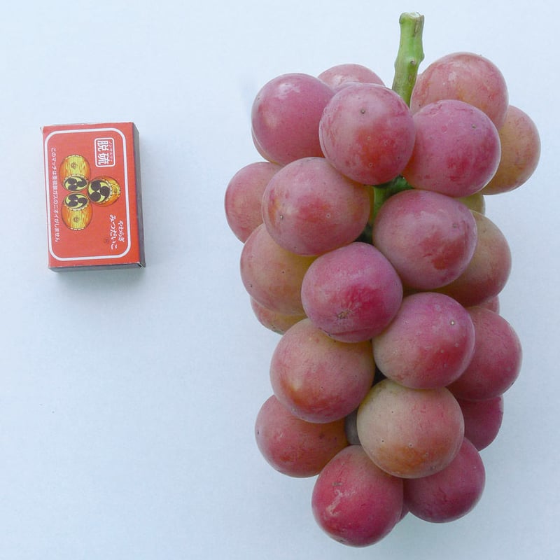 ゴルビー【 白箱・1.7kg 3〜5房入り 】☆すぐお送りできます | たけ