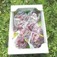 ブドウ竜宝【 白箱   ２kg  ４〜５房入り 】　☆すぐにお届けします