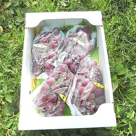 ブドウ竜宝【 白箱　 1.7kg ４〜５房入り 】　☆すぐにお届けします