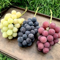 期間限定 食べ比べセット２【 翠峰＋ブラックオリンピア＋ゴルビー　３房合計で 1.2kg 以上 】　☆すぐにお届けします※