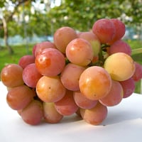 ゴルビー【 白箱・1.7kg ３〜５房入り 】