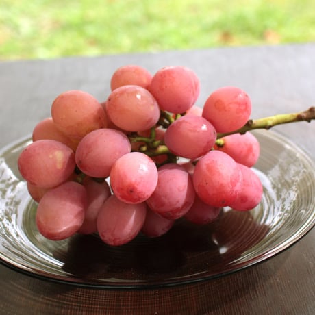 クイーンニーナ【 白箱・1.7kg  ３〜５房入り 】　☆ご予約☆