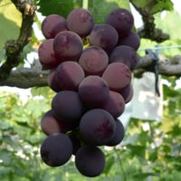 ブラックオリンピア【 白箱・1.7kg ３〜５房入り 】　☆すぐにお届けできます