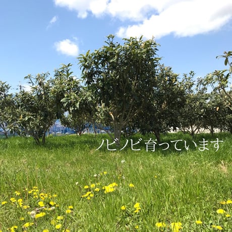 びわ(白茂木）訳あり　約1.5kg入り