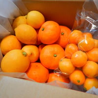 旬の果物セット