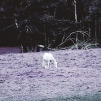 The Traveling Theory - S/T (Tape)