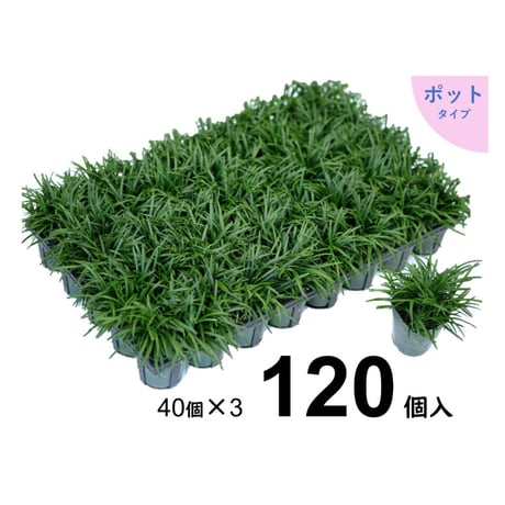 タマリュウ専門店