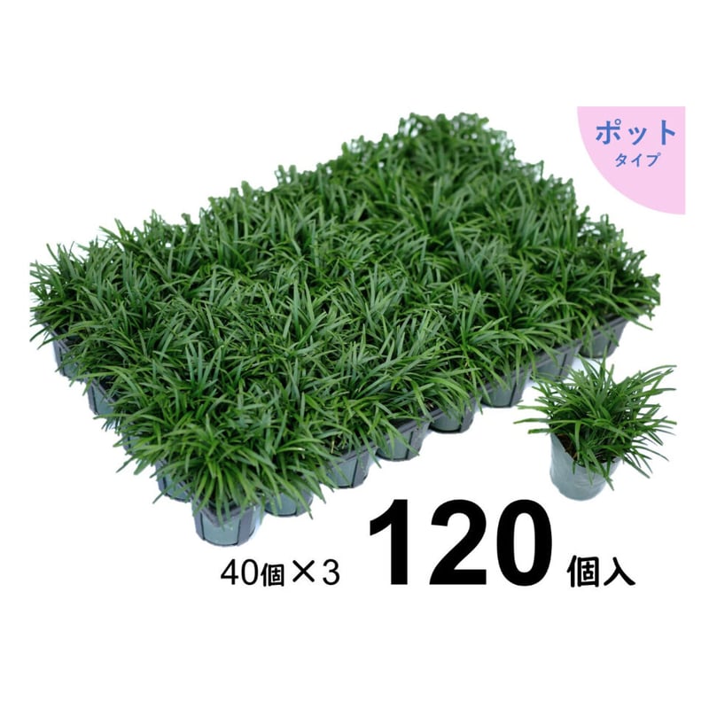 たまりゅう  通常販売開始】玉竜(タマリュウ) マットタイプ 5枚セット 自家