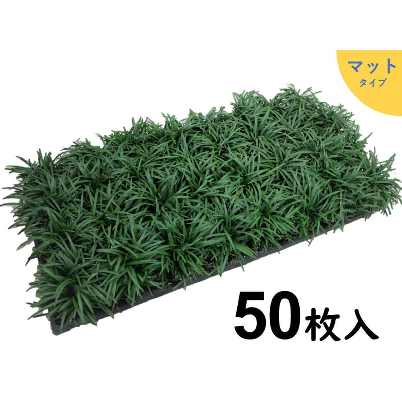 タマリュウマット50枚 石井の玉竜 グランドカバー (一部地域 タマリュウマット50枚 石井の玉竜 グランドカバー (一部地域