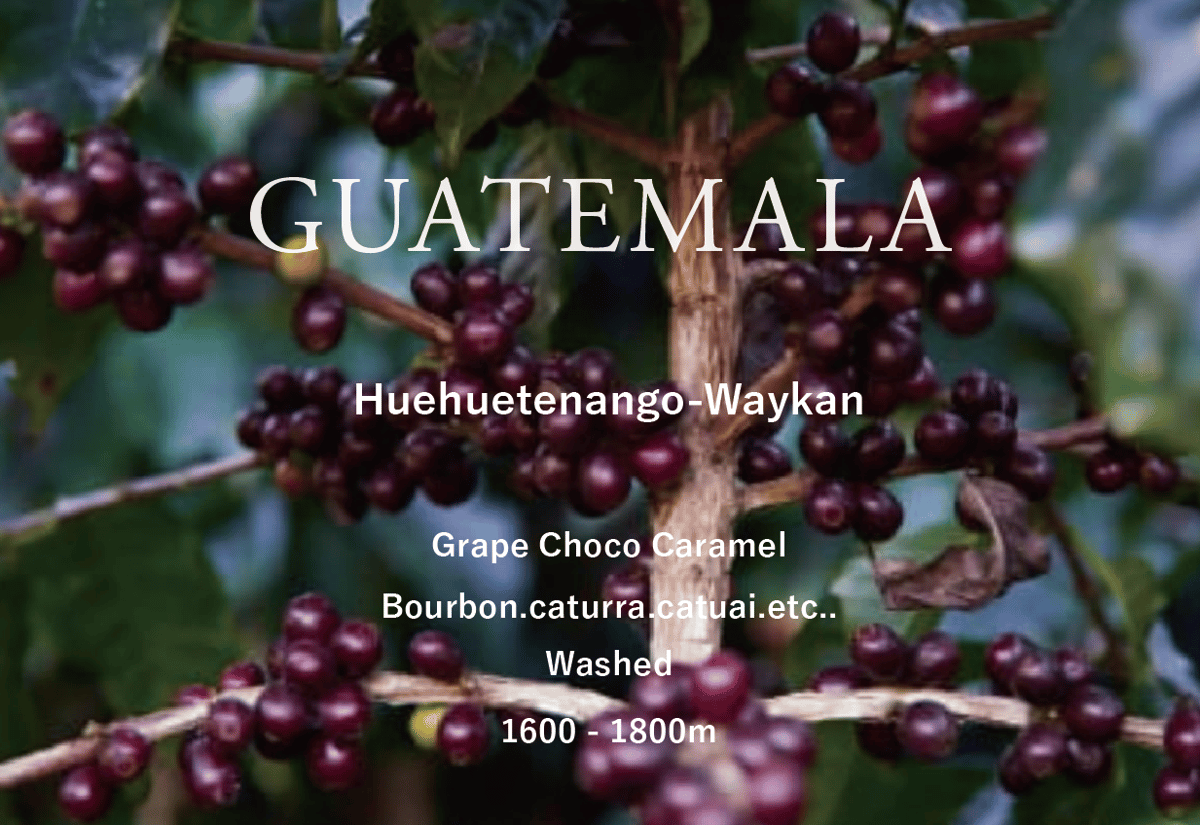 250g /【グアテマラ】 ウエウエテナンゴ-ワイカン：【中煎り