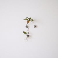 madagascar & akichi 01