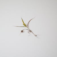 madagascar & akichi 03